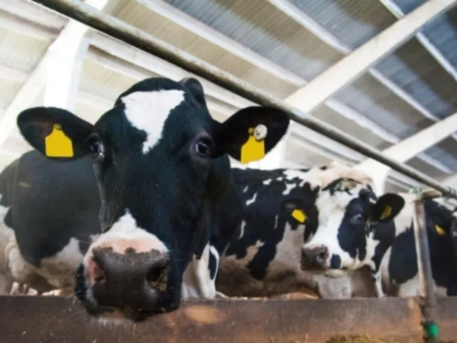 cows